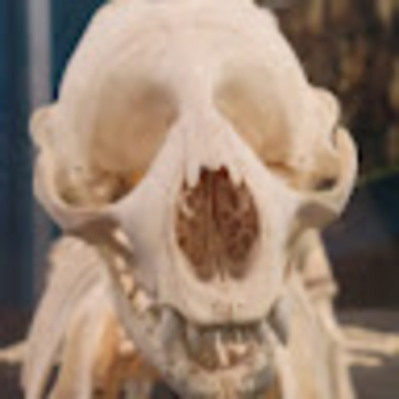 reptilianrobyn